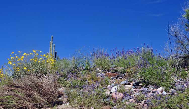 wildflowers